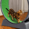 Black PP Cat Treadmill - Splicing Design with Green Carpet, 10kg Capacity