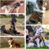 Luxury Dog Harness & Leash Set – Durable Nylon Camouflage Design